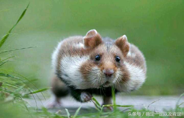 关于仓鼠的小知识,仓鼠小知识200条