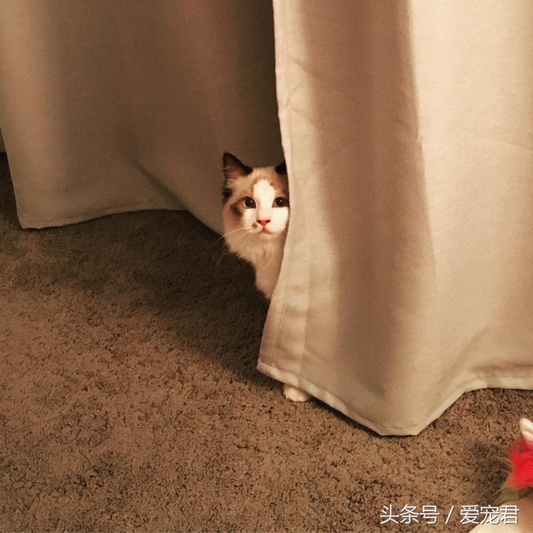 猫咪背朝下趴桌子,猫咪好奇心拉舌头