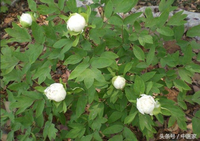 养血柔肝的中药党参丹参川芎白芍,养血柔肝的中药除了白芍还有什么