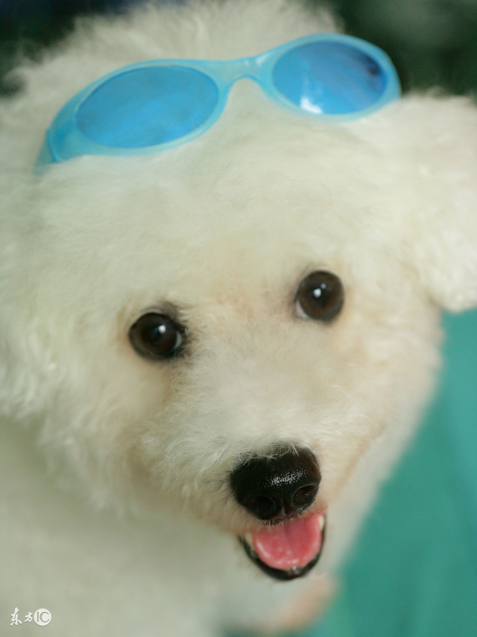 世界名犬比熊,比熊狗的名字大全及图片