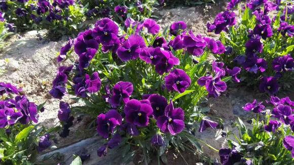 养花就养这款高颜值花,颜控花友养花就养这款