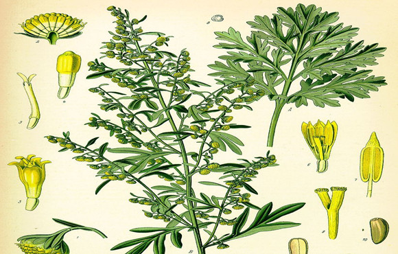 医草,艾蒿的用处很多