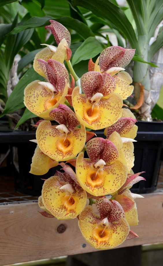 兰花寓意坚强象征着高洁傲骨之风,兰花代表怎样的高洁品质