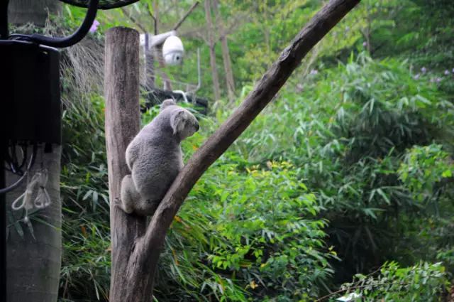广州长隆野生动物园吃东西攻略,广州长隆野生动物园吃喝攻略