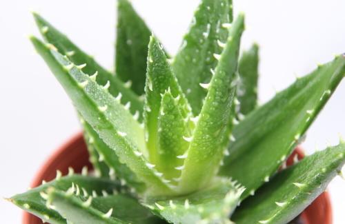 日本遭受原子弹的真相,日本遭受原子弹袭击后遗症