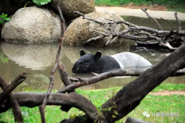 广州长隆野生动物园吃东西攻略,广州长隆野生动物园吃喝攻略