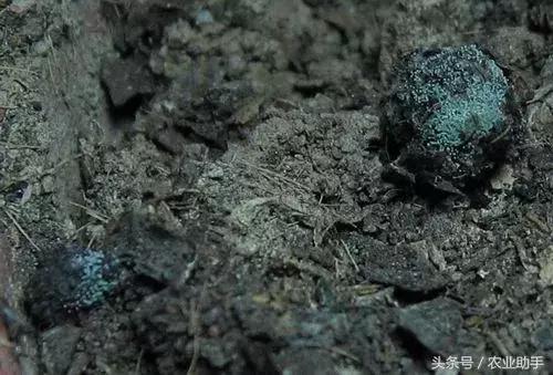 卖农资的不会给你讲这些，给农民朋友科普下神奇的木霉菌！