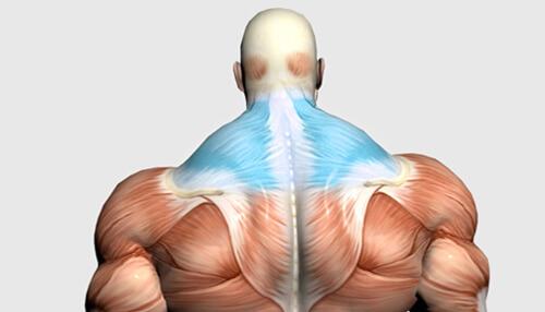 肩膀斜方肌是怎么来的,肩膀斜方肌怎么快速改善