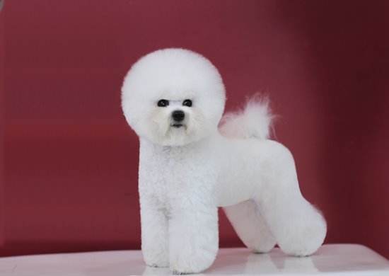 小型犬比熊泰迪宠物,中型犬比熊灰色