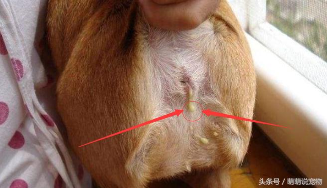 泰迪狗狗臭线怎么去除,泰迪狗狗体味重怎么去除