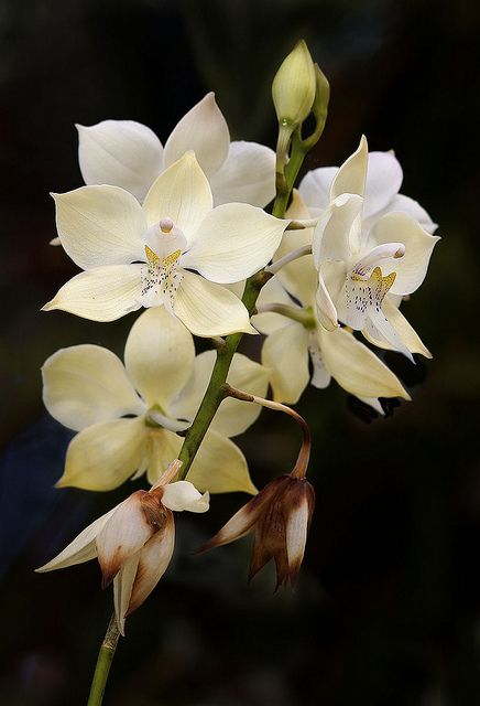 兰花寓意坚强象征着高洁傲骨之风,兰花代表怎样的高洁品质