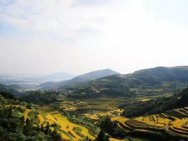 风吹稻浪黄金灿原创,风吹稻田金灿灿原文