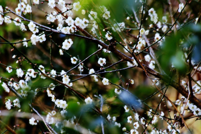 那一片花海原版视频,那一片香雪海