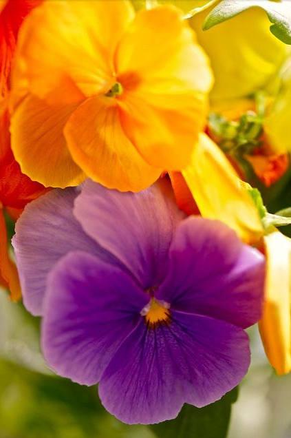 三色堇的养殖方法和注意事项,三色堇花大全