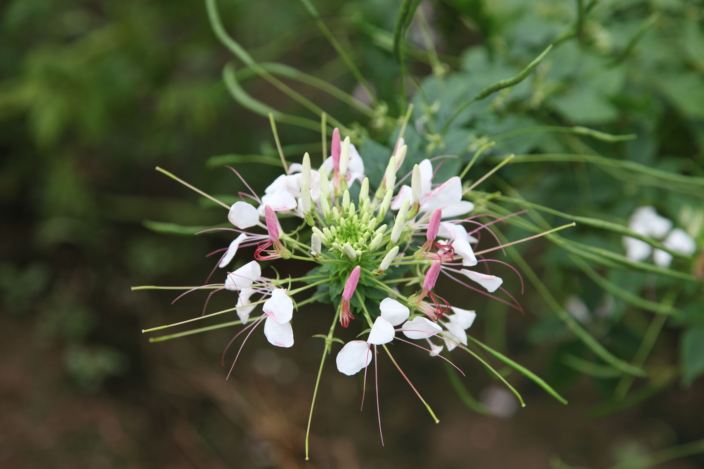 广州南沙百万葵园好不好玩,广州南沙百万葵园门票多少钱