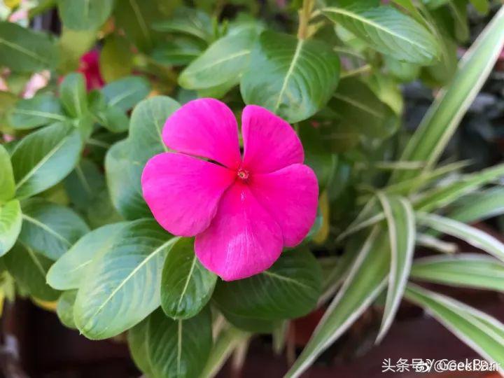 全面屏mix2全陶瓷版,小米mix2黑科技曝光