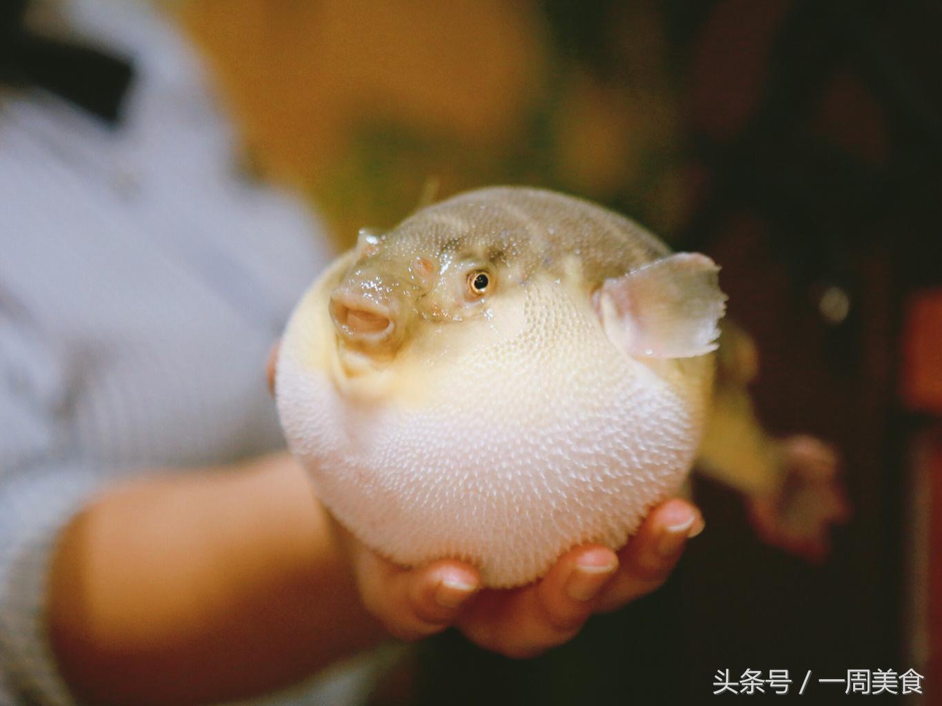 享用一餐日本人气爆棚的河豚料理,北京顶级河豚餐厅