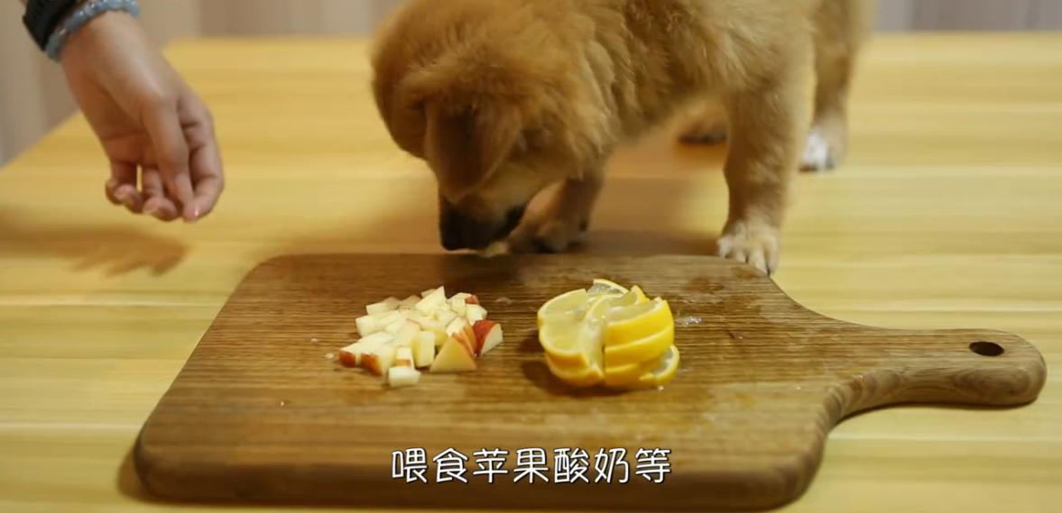 狗狗拉软便什么原因,狗狗吃自己拉的臭臭怎么处理