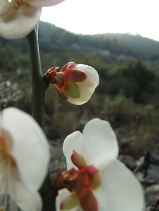 那一片花海原版视频,那一片香雪海