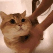 提升猫咪智商的玩具,提高猫咪的生活品质