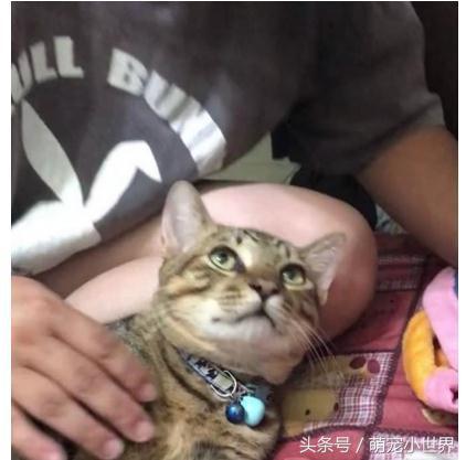 超爱头顶按摩！喵星人被主人按到眼神销魂，网友笑翻：晕了吧？