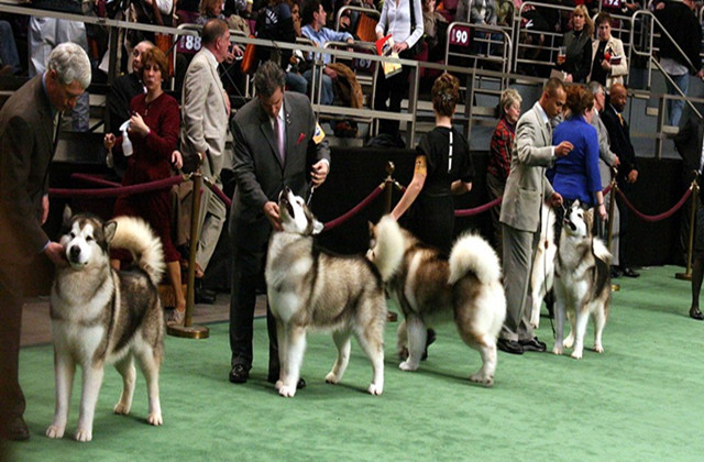 赛级犬失格,狗狗颜色失格是什么意思