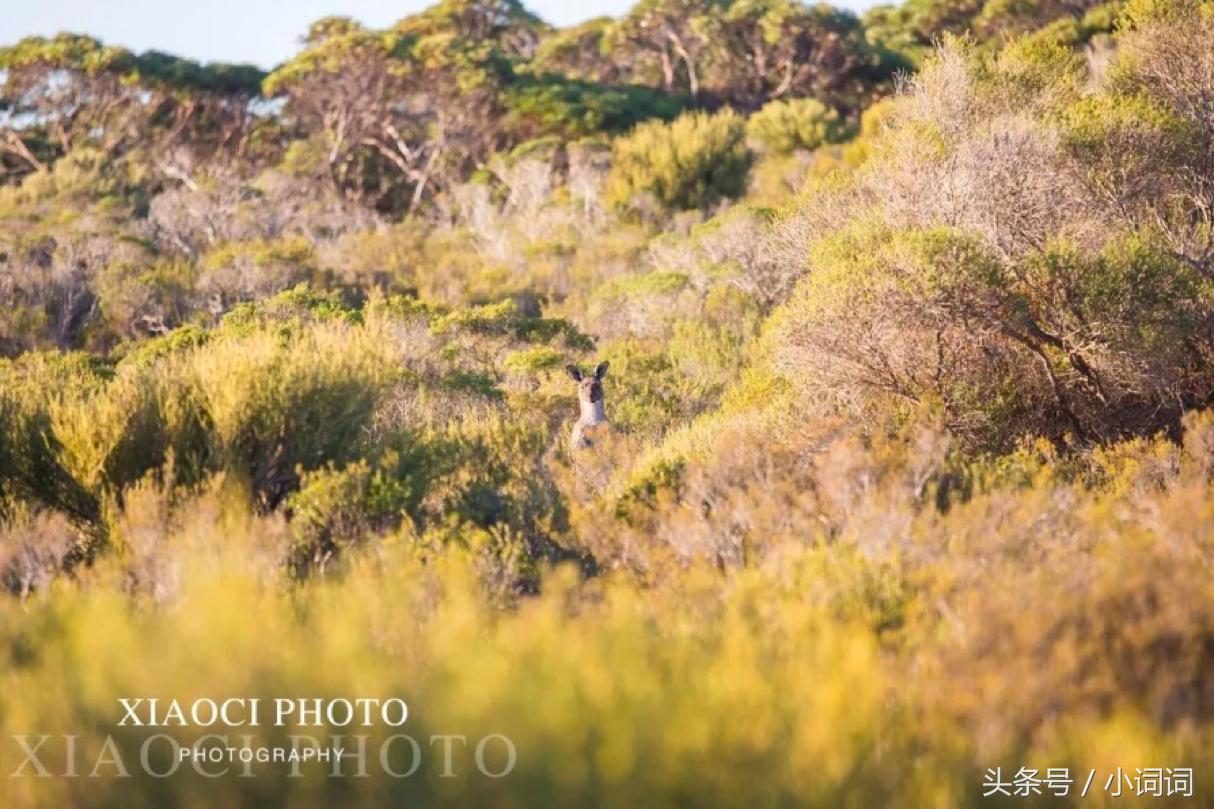 玩转南澳大利亚，这篇最全旅行攻略一定可以帮到你