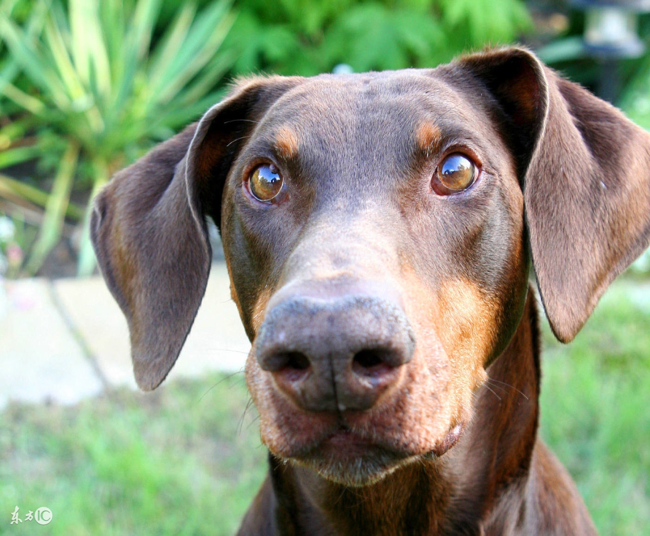 德国名犬杜宾的名字大全,世界名犬阿富汗贵族犬