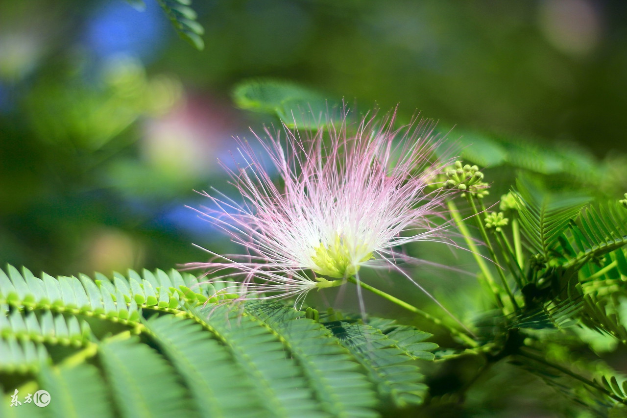 牙痛误食曼陀罗送医院急救洗胃水仙含羞草这些花是“毒美人”