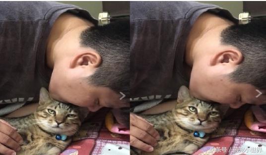 超爱头顶按摩！喵星人被主人按到眼神销魂，网友笑翻：晕了吧？