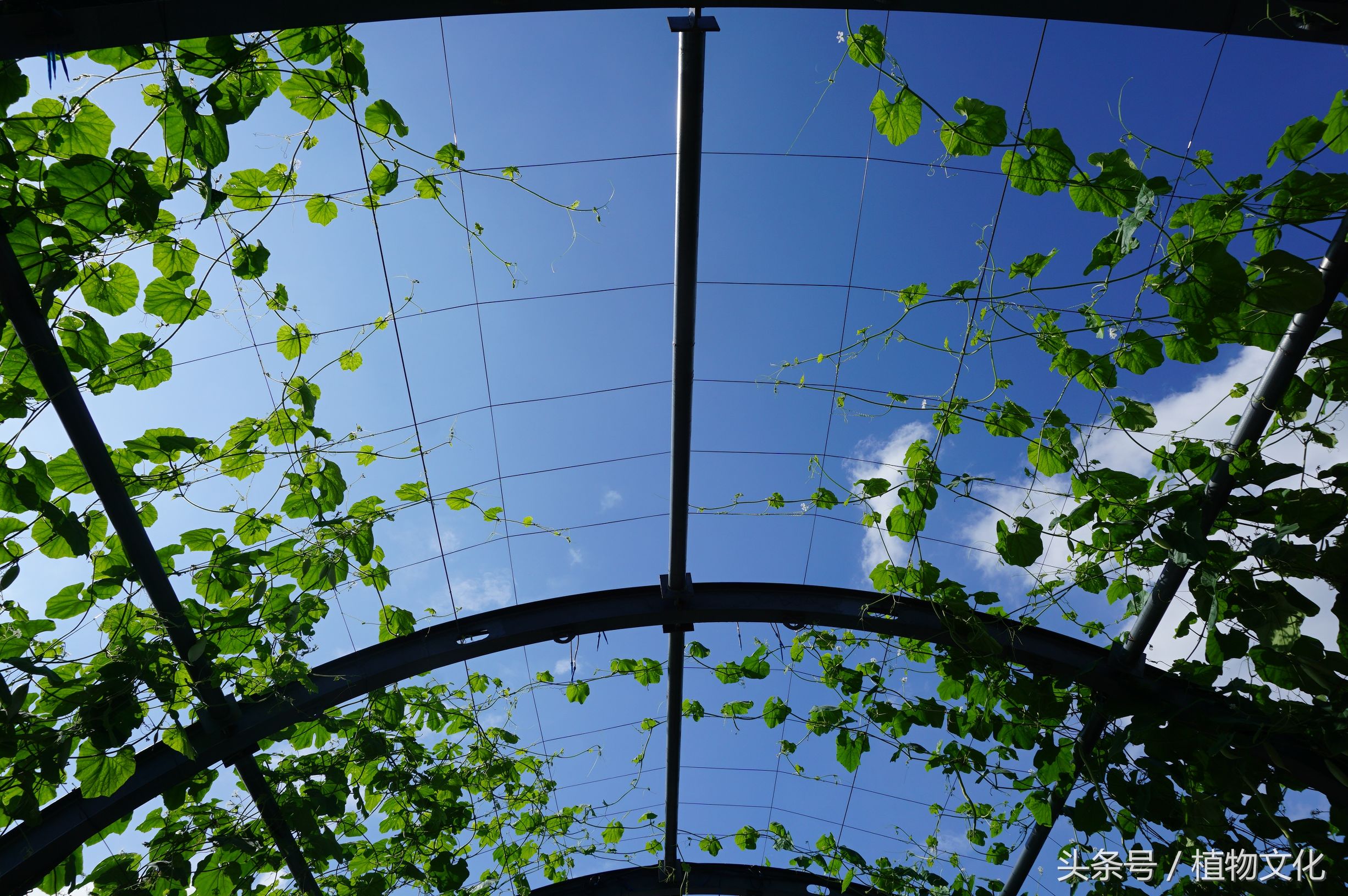 不做不明真相的吃瓜群众,栝楼吊瓜子