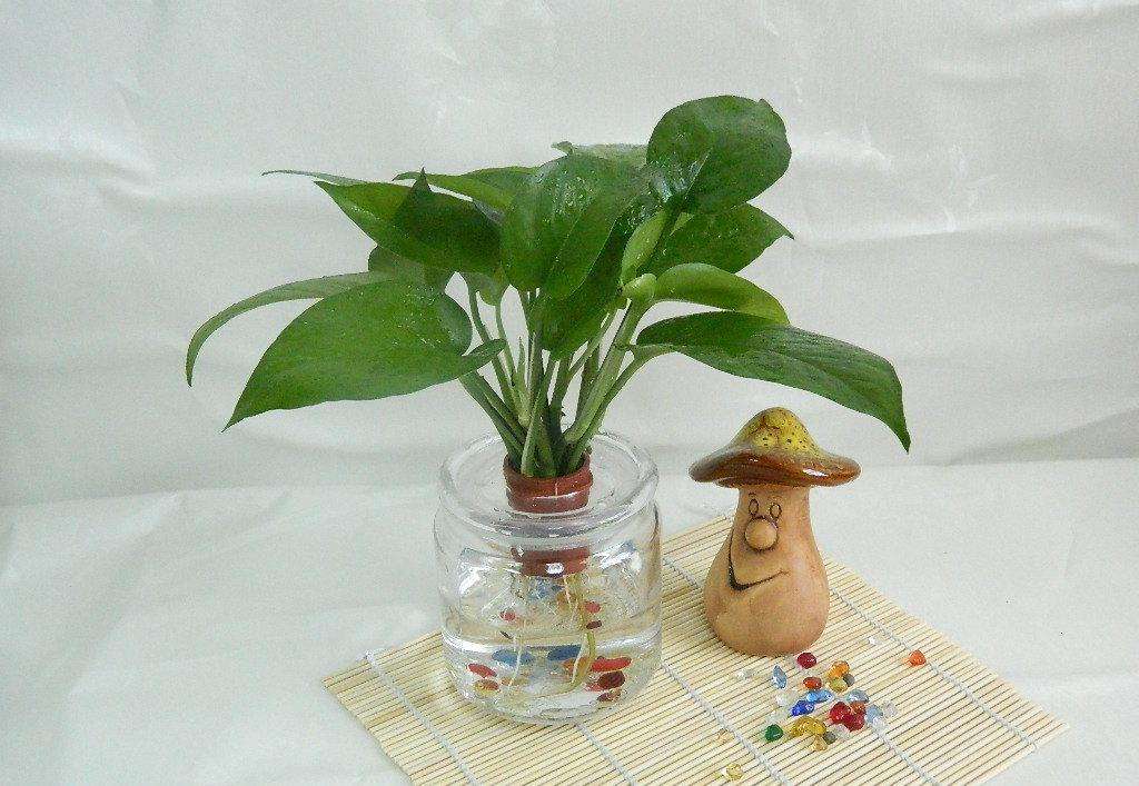 水培绿萝叶子发黄怎么办,水培绿萝烂根怎么办有什么好方法