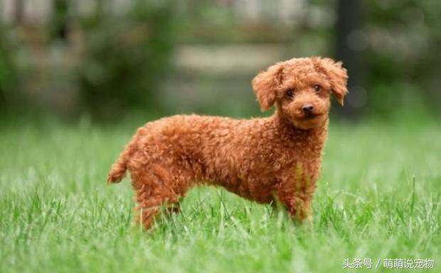 宠物狗瘸了,宠物狗泰迪为啥没胡子