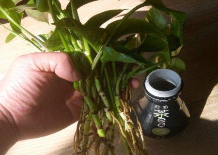 水培绿萝叶子发黄怎么办,水培绿萝烂根怎么办有什么好方法