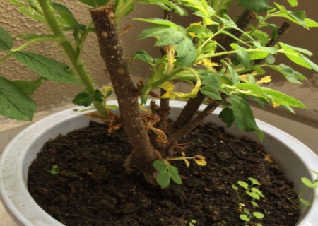 盆栽玫瑰花叶子发黄怎么办,盆栽玫瑰花叶子蔫了怎么办