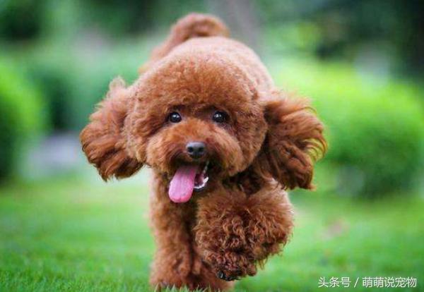 泰迪狗狗怎么养毛色好,泰迪犬毛色不好怎么饲养好