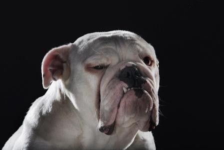 斗牛犬感冒了怎么办,斗牛犬生病该怎么办视频