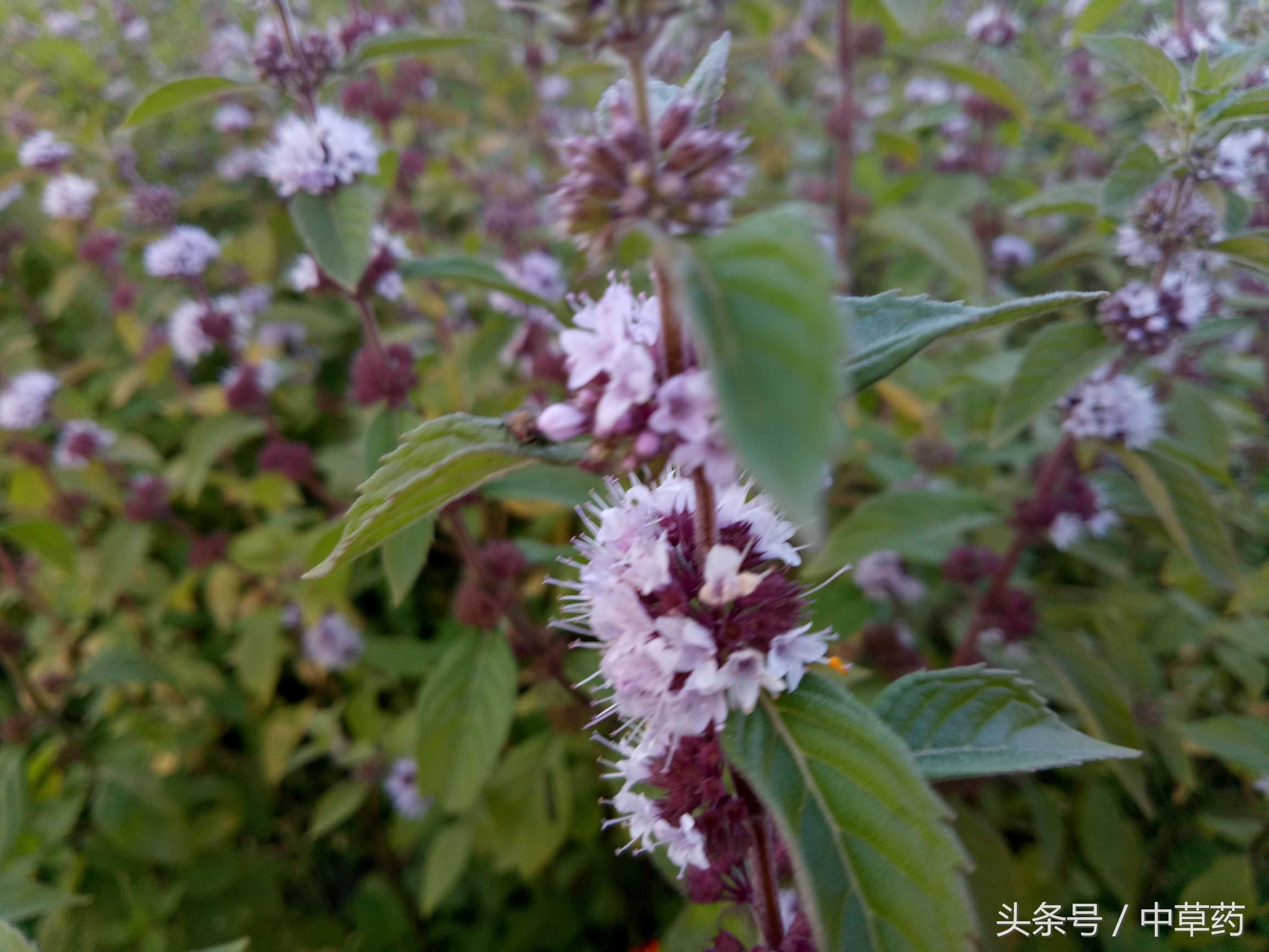 原来薄荷还有这样的用途,日常使用薄荷的好处都有哪几种