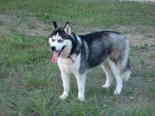 狗狗肠胃炎怎么办？狗狗肠胃炎的原因及治疗