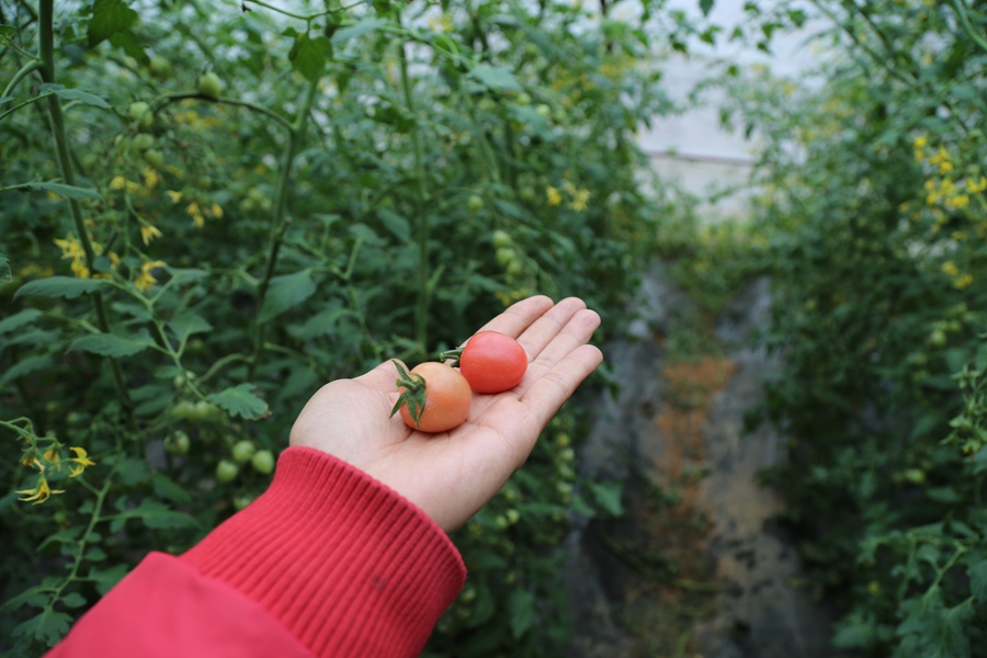 聚焦陕西蓝田泄湖镇,蓝田县洩湖镇发展规划