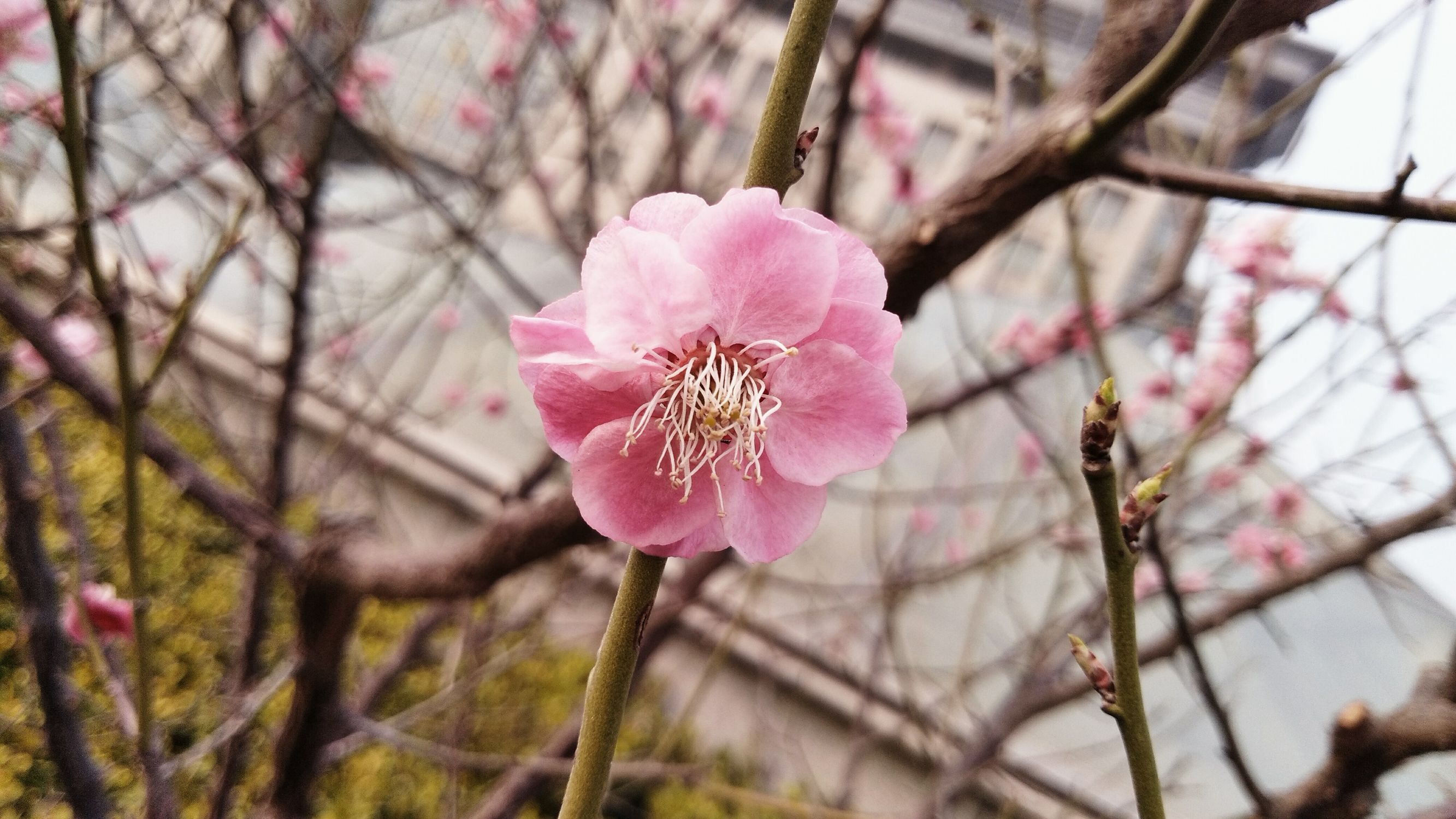 海信a1手机好吗,海信a1手机优缺点