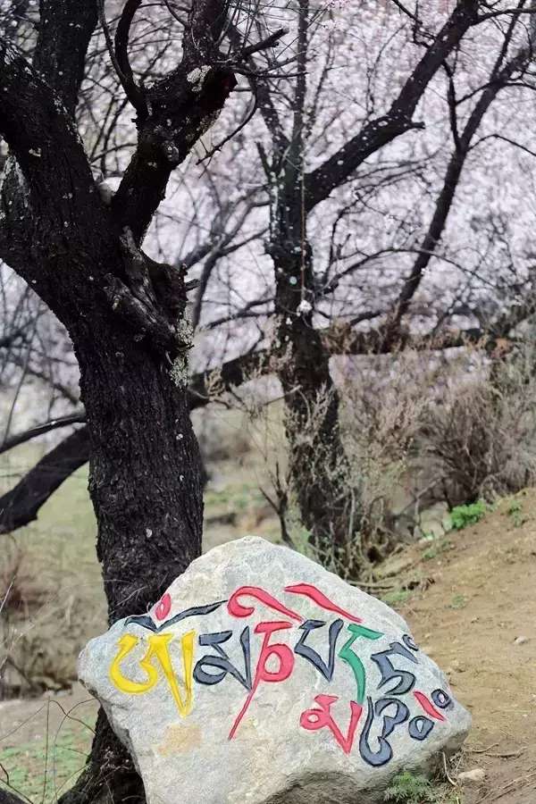 一封来自*藏西**的辞职信