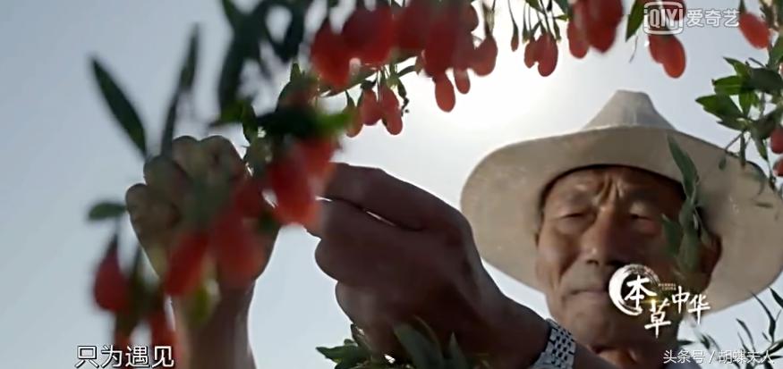 冬虫夏草？灵芝？枸杞？续断？《本草中华：相传》感受深情与传承