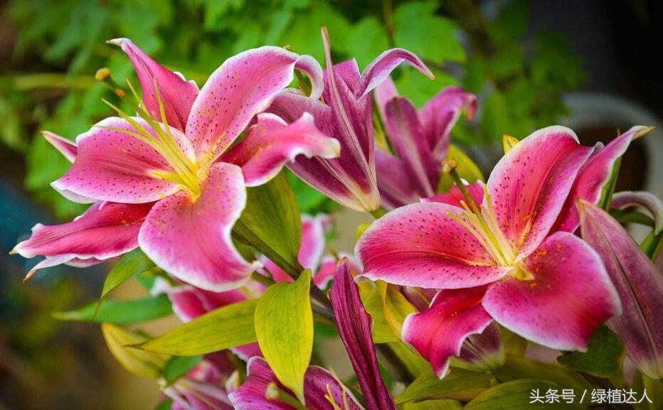 盆栽百合花怎么快速生长,怎样养盆栽花卉百合花花期长