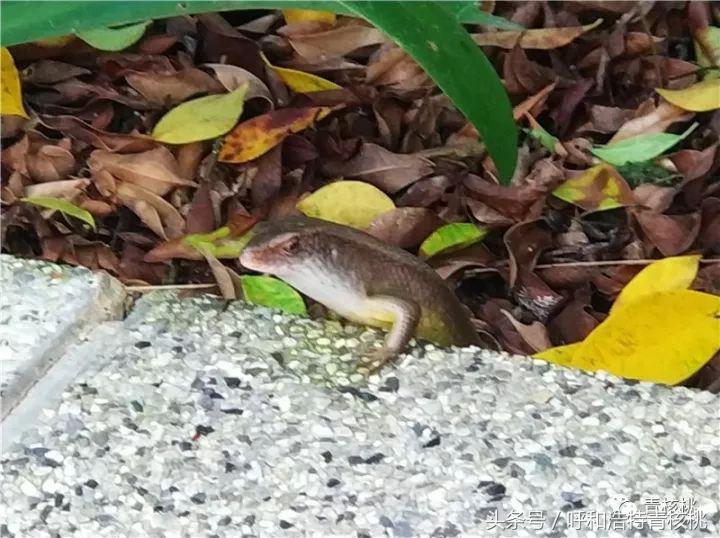 呼和浩特飞普吉岛,刷我滴卡泰国原版