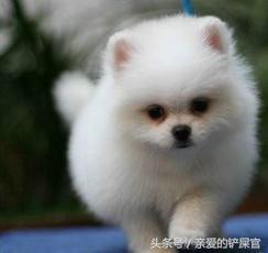 可爱的狗狗品种大全,最可爱的十种狗狗