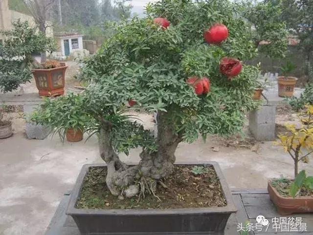 盆景里有蚂蚁怎么消灭最彻底,盆景园如何治蚂蚁