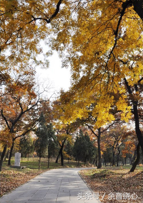 孔子的后代还可以葬入孔林吗,孔子现在的后人能葬孔林吗