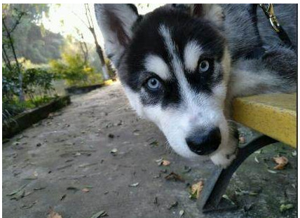 男子买了100只哈士奇,男子买了一只哈士奇