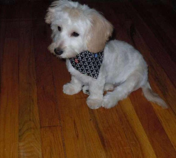 超级可爱的腊肠犬图,超级可爱的混血狗狗